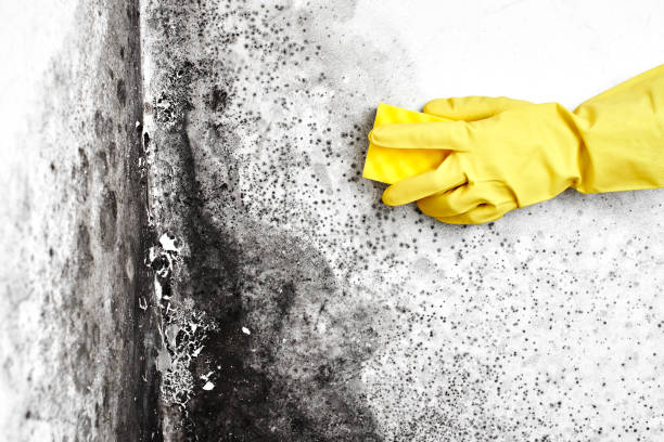 Best Post-Remediation Verification Testing  in Nashotah, WI
